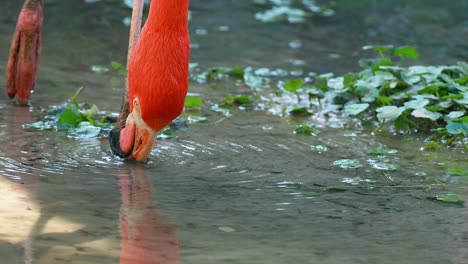 flamingo dips beak in water to feed