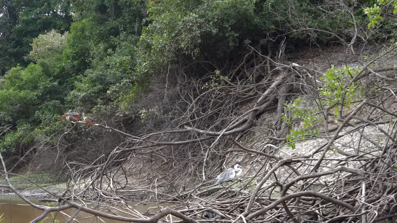 Bolivia nature landscape Yacuma river shore South America native birds Pampas jungle