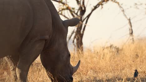 imágenes de un rinoceronte blanco adulto en un parque nacional de sudáfrica