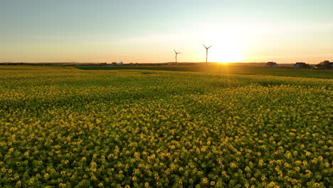 Gelb-Blühendes-Feld-Mit-Windrädern-Bei-Sonnenuntergang,-Goldenes-Licht,-Weit-Und-Heiter