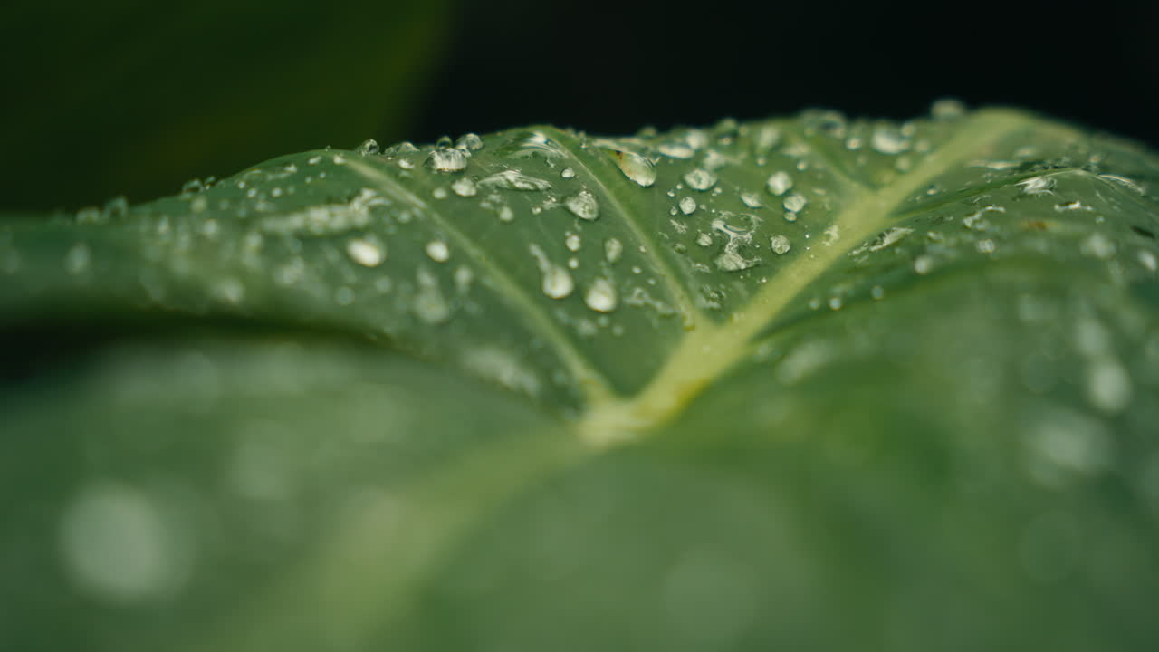 Leaf with water droplets