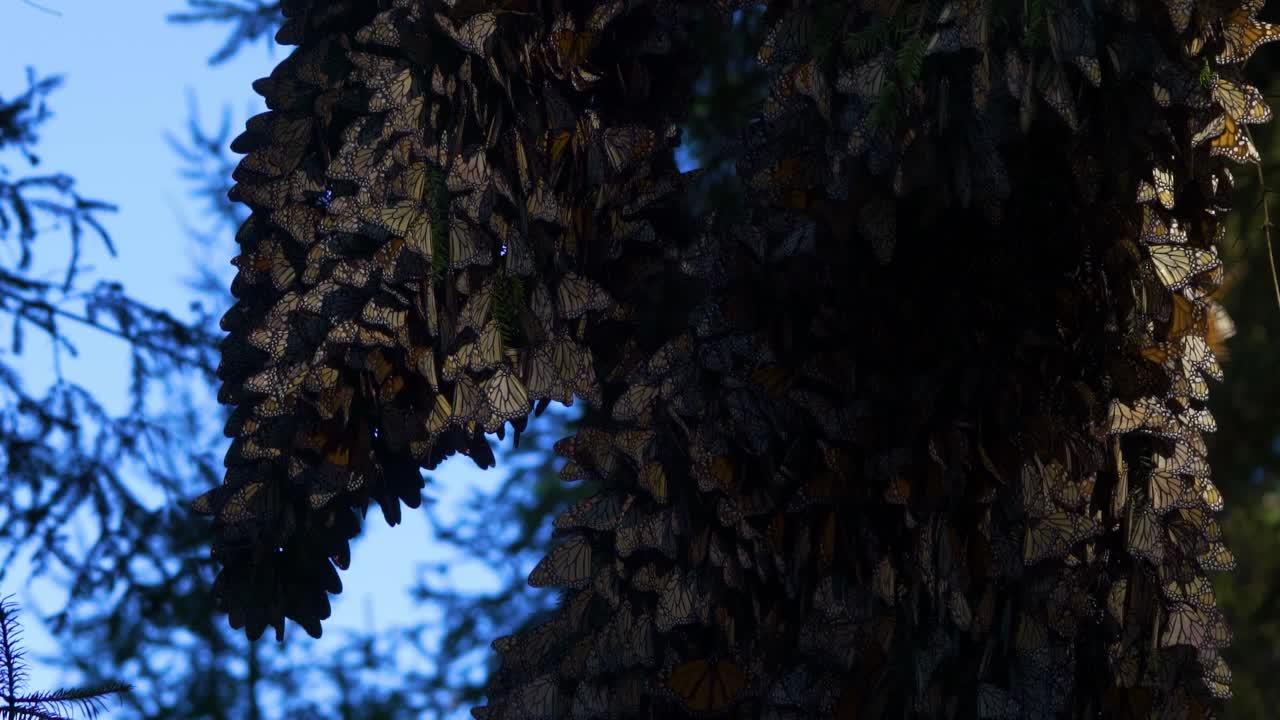 Massive Cluster of Monarch Butterflies on a Tree