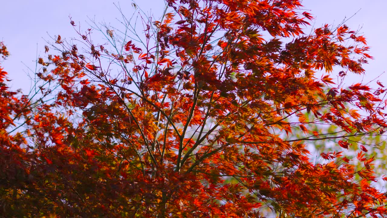 Beautiful Red Acer Tree with Vivid Colors in Autumn and Blue Sky Background. Colorful Seasonal Fall Nature Clip