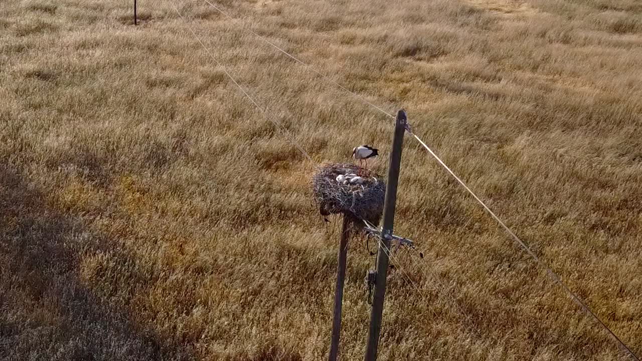 알렌테조 - 포르투갈 의 천천히 촬영 된 항공 사진: 밀 ⁇  과 호랑이 둥지 의 시골 의 화려 함 을 포용 하고 있다