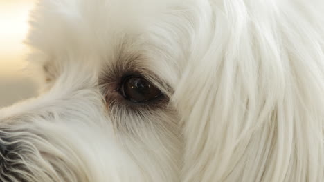 close up of the face of a maltese dog.
