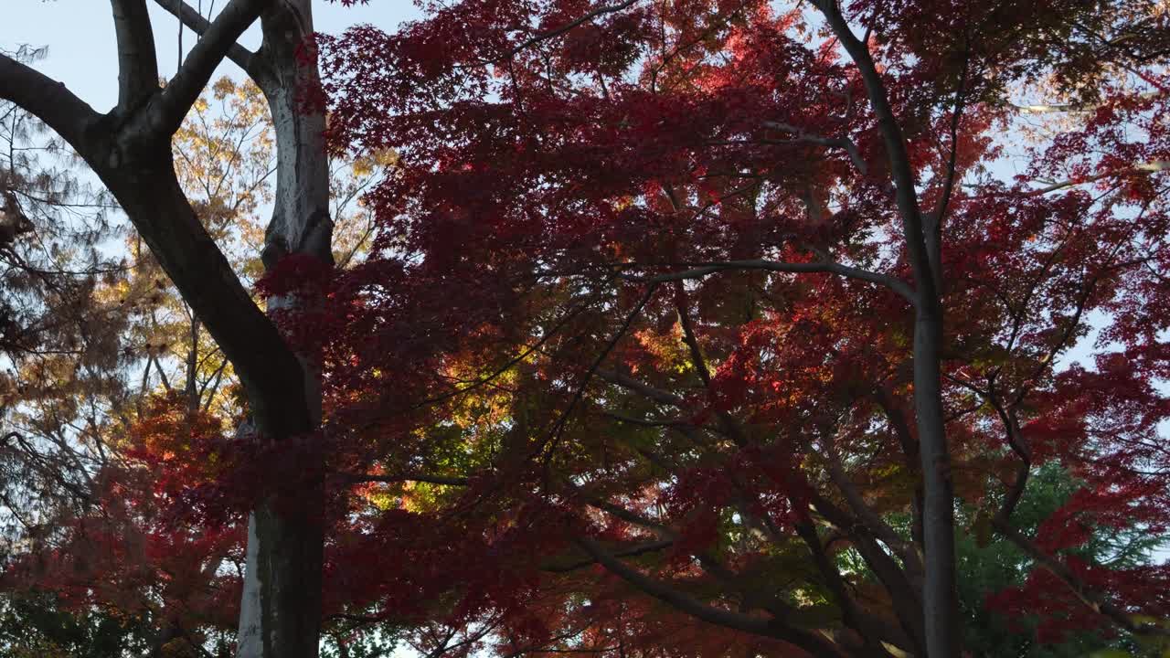 가을에 활기찬 은 메이플 잎 위에서 촬영된 느린 영화 속도 느린 영상