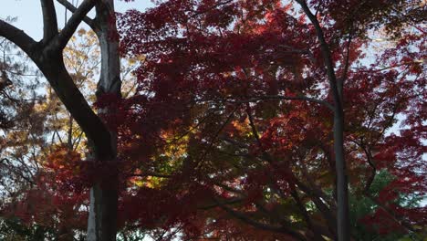 slow cinematic slow motion shot over vibrant red maple leaves in autumn