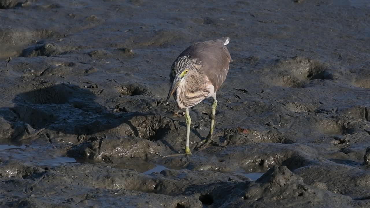 una de las garzas de estanque encontradas en tailandia que muestran diferentes plumajes según la temporada