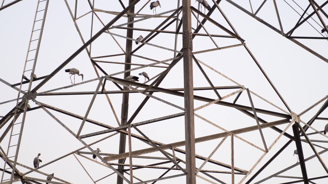 금속 탑에 자리 잡은 아시아 openbill 황새의 무리, 와이드 샷