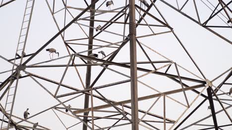 bandada de cigüeñas asiáticas de pico abierto encaramadas en una torre de metal, plano general