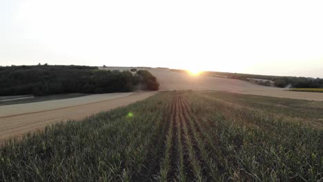 Malerischer-Sonnenuntergang-über-Dem-Maisfeld---Drohnenaufnahme-Aus-Der-Luft