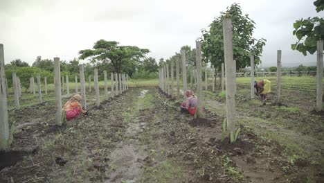 Agricultores-Indios-Cavando-El-Suelo-Para-Cultivar-Retoños-De-Fruta-De-Dragón-En-Tierras-De-Cultivo-Para-La-Producción-Comercial-En-El-Mes-De-Julio