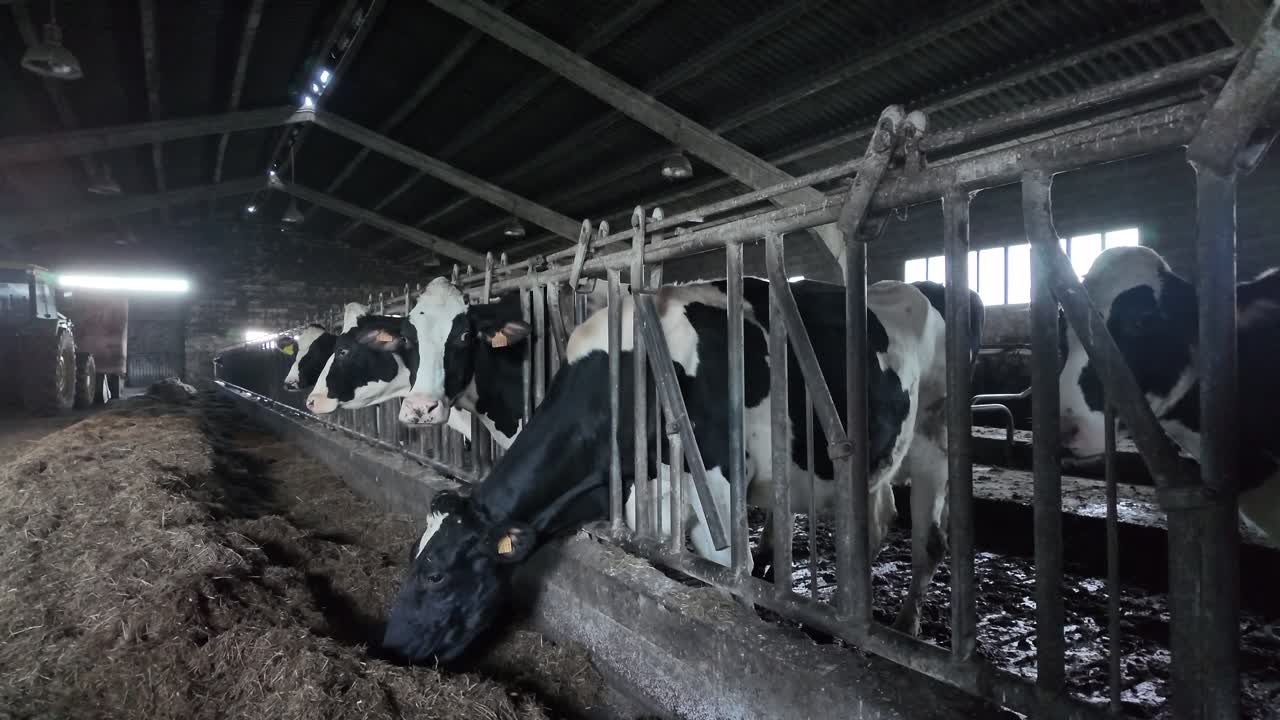 Slow motion footage of dairy cows feeding on straw as part of winter feeding management