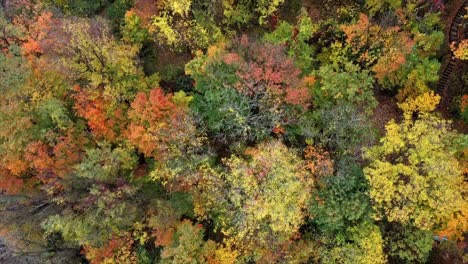 A-bird's-eye,-top-down-view-of-fall-foliage-along-the-shores-of-lake-erie-in-western-new-york-state-during-autumn