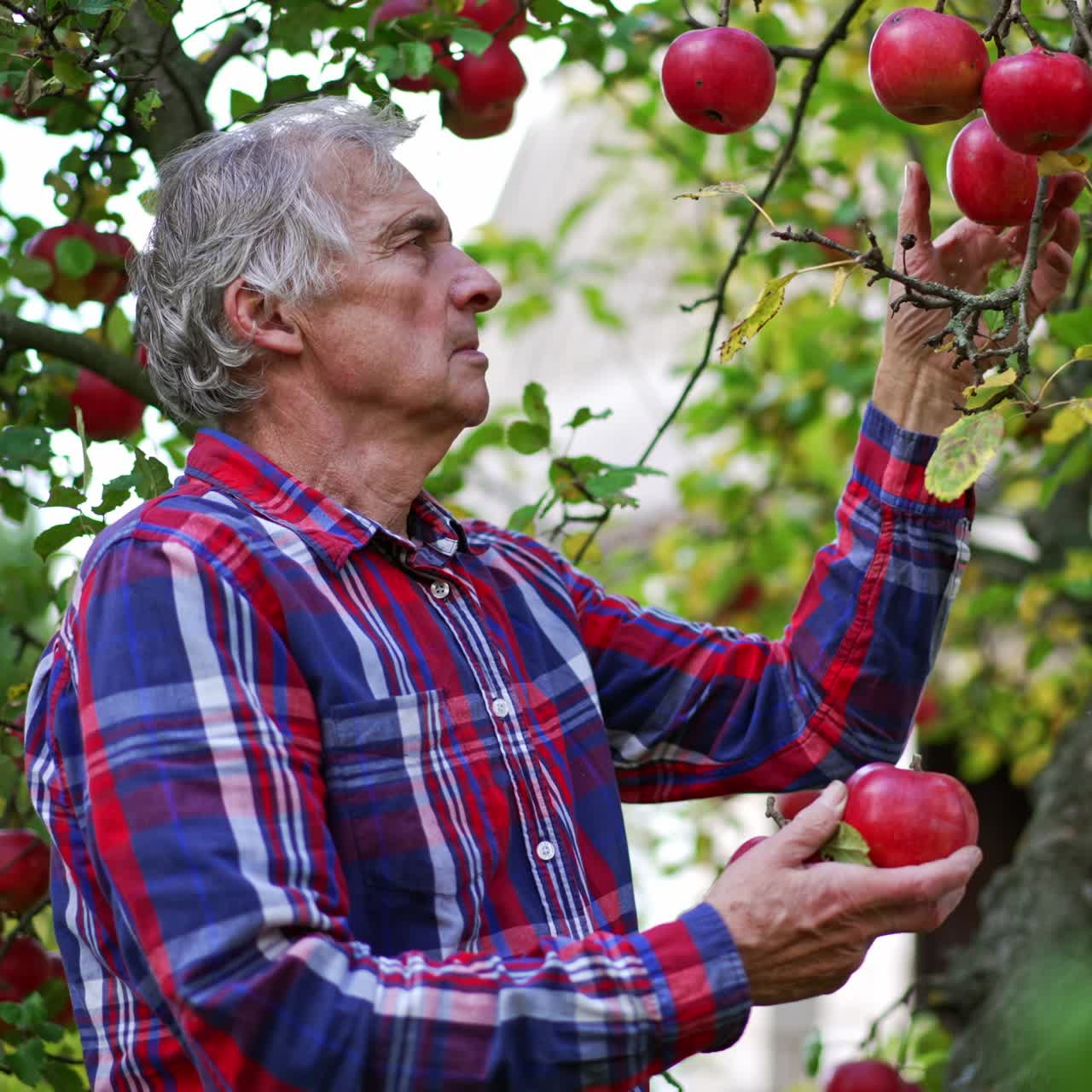 Grey-haired farmer stands under the apple tree with red ripe apples. Adult man collects the fruit armful. Blurred backdrop