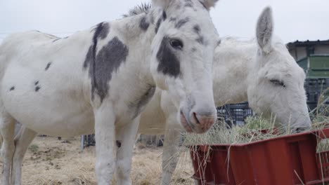 slow motion shot of a pair of donkeys eating straw from a trough in a pasture