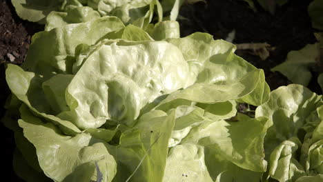 cabbage grows in sunny garden, tilt close-up