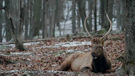 Alces-Salvajes-Alimentándose-De-Hierba-En-El-Parque-De-Vida-Silvestre-Parc-Omega-En-Quebec,-Canadá---Primer-Plano