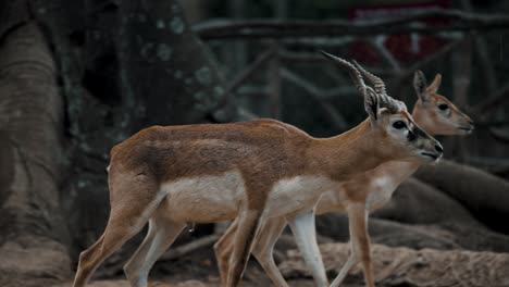 mannelijke blackbuck die overdag in het bos loopt