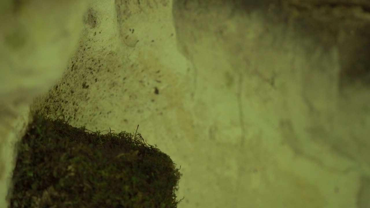 색 왕관, 전형적인 포크테일, 피브발드 털과 긴 리