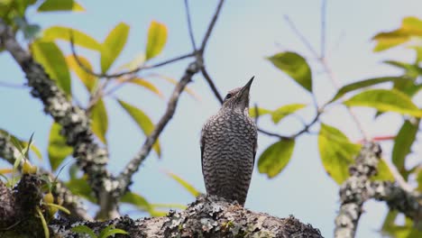 blue rock thrush, female, monticola solitarius, perching on a mossy big branch up high on the top of the tree while a strong wind moves the branches