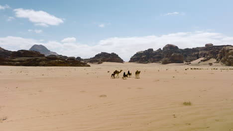 Beduinos-En-El-Pastoreo-De-Camellos-Y-Siguiendo-El-Rebaño-De-Ovejas-En-El-Desierto-De-Wadi-Rum,-Jordania