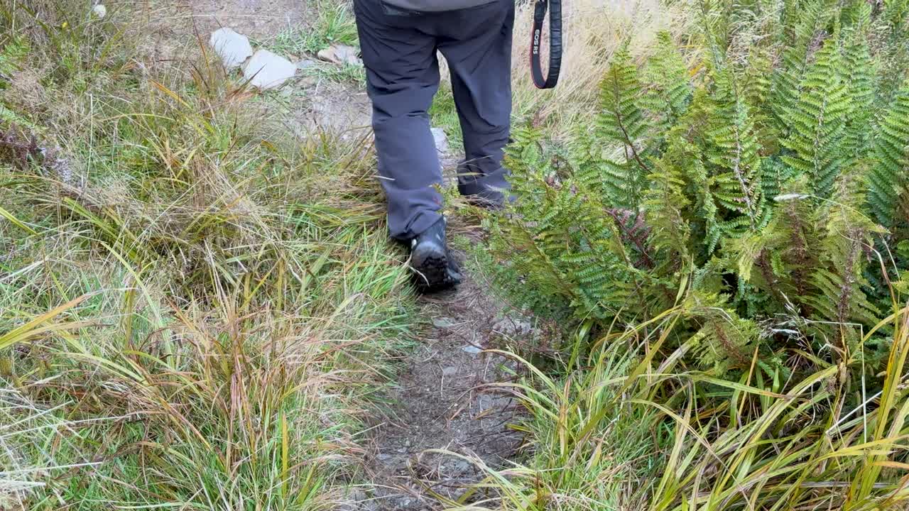 A person hikes through a verdant trail surrounded by ferns and grass in Queenstown, New Zealand. Natural lighting enhances the serene atmosphere