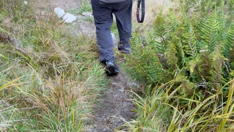 a person hikes through a verdant trail surrounded by ferns and grass in queenstown, new zealand. natural lighting enhances the serene atmosphere