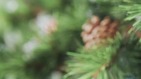 close-up of christmas tree  and  fir cones