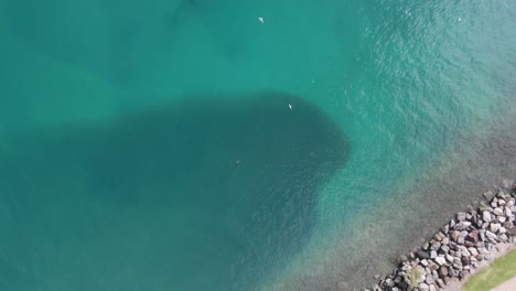 Sea-birds-flying-and-feeding-on-a-large-school-of-fish-congregating-next-to-a-ocean-breakwall