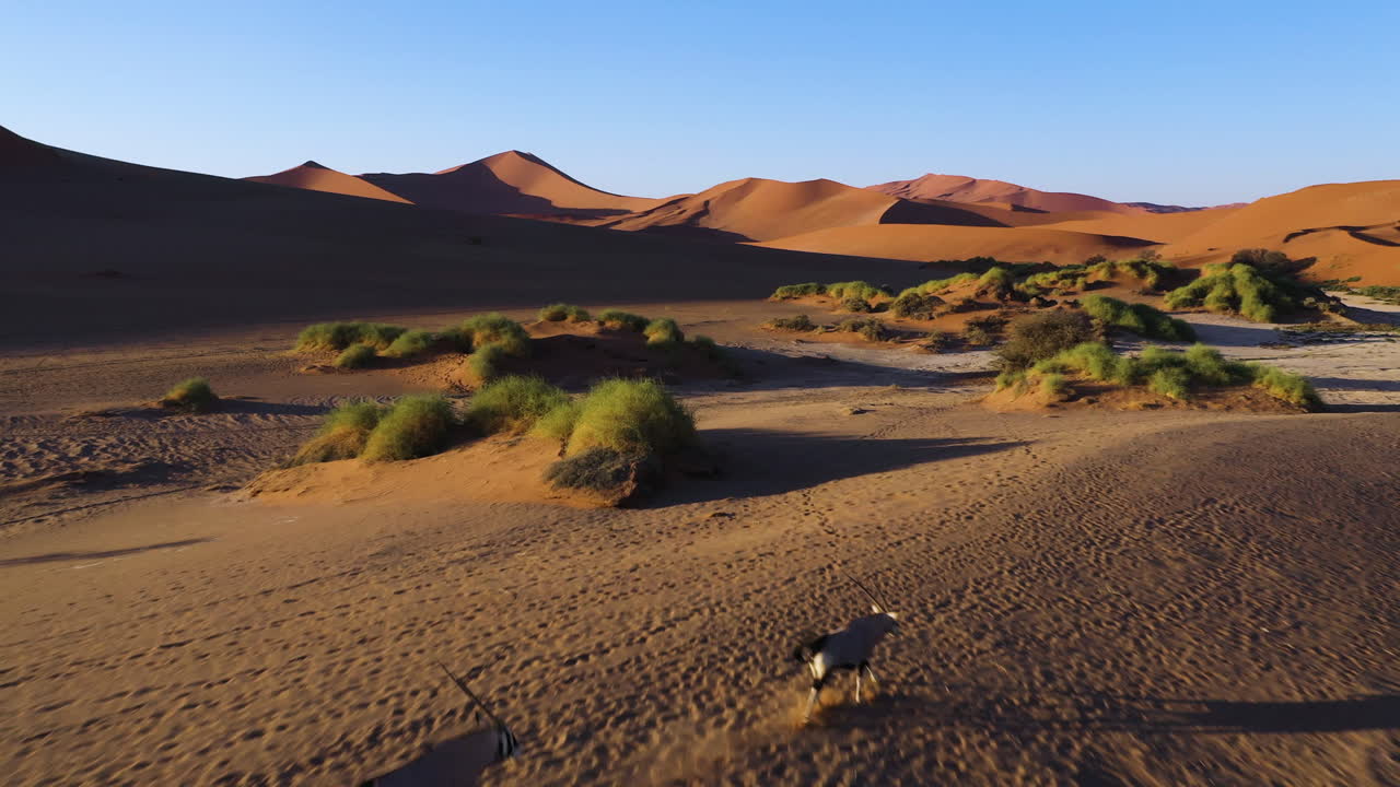 drone disparó sobre antílopes oryx corriendo a través de un campo desértico en la soleada namibia