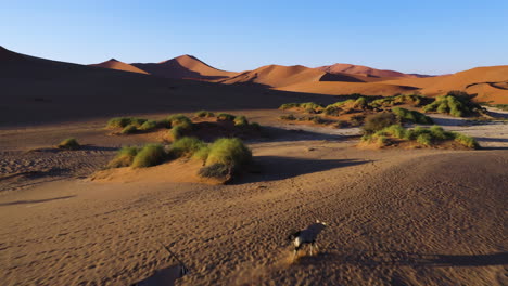 drone shot over oryx antelopes running through a desert field in sunny namibia