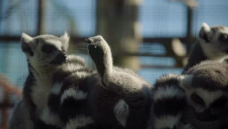 Group-of-Cute-Ring-Tailed-Lemurs-socializing-in-a