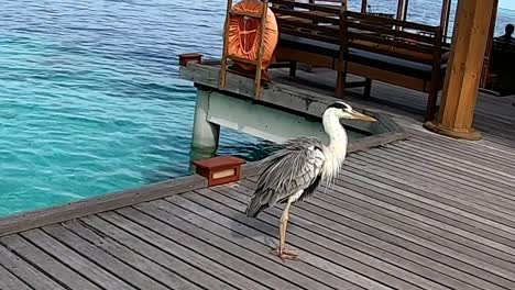 pájaro grulla tropical visitando la isla