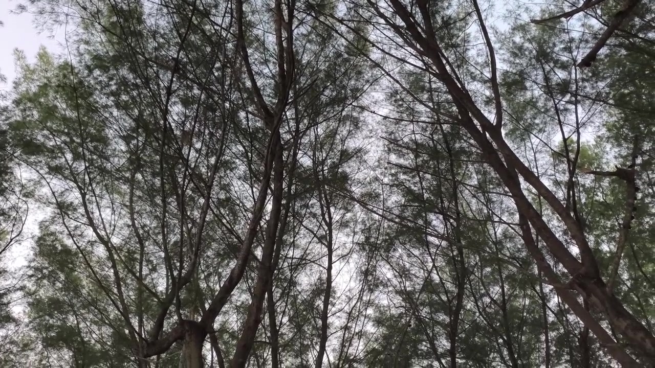 Low Angle View of Pine Trees Swaying in the Wind
