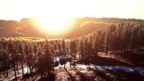 beautiful sunset view in cedar forest in front of sayan mountain range