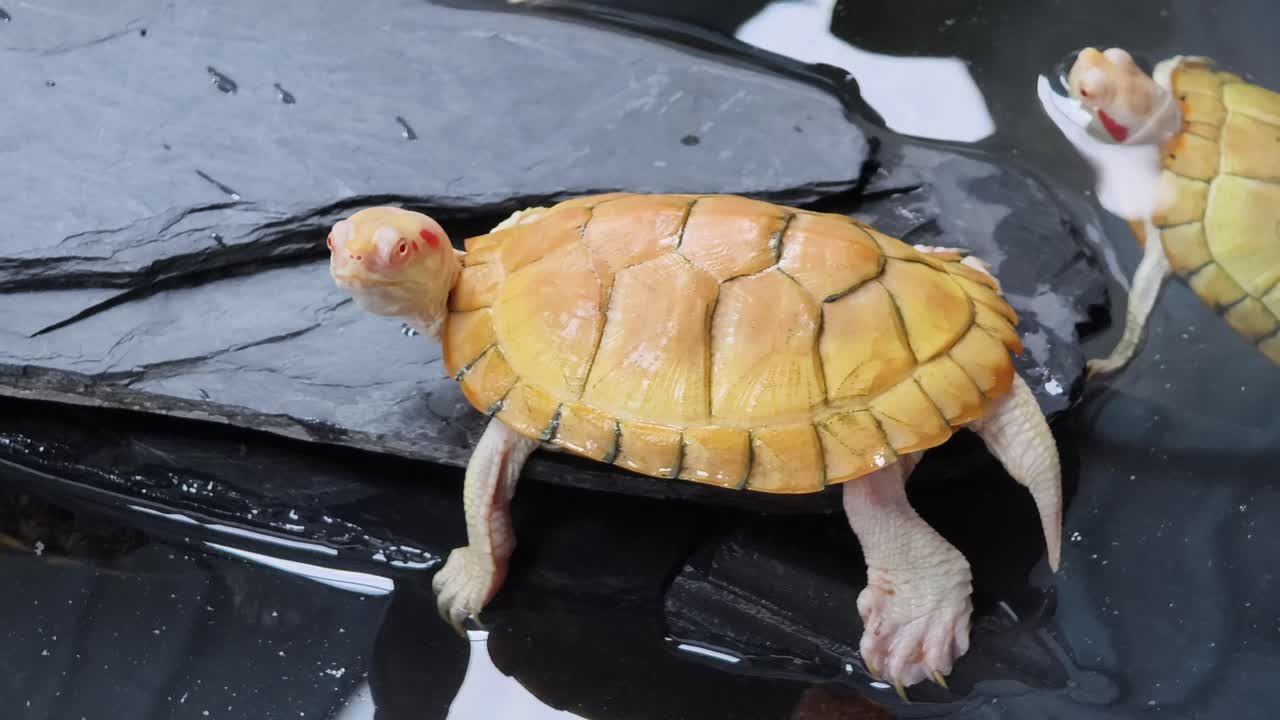 желтая черепаха на скале