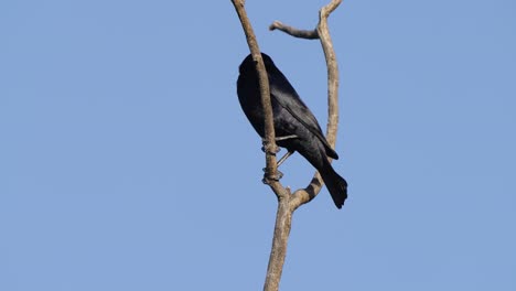 A-magnificent-looking-cowbird,-molothrus-bonariensis-with-shiny-reflective-black-feather-hanging-on-a-Y-shaped-tree-branch,-scouted-around-and-launching-off-the-branch-in-acrobatic-and-elegant-motion