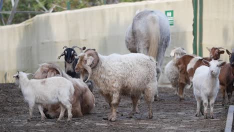 goats and other animals in a pen