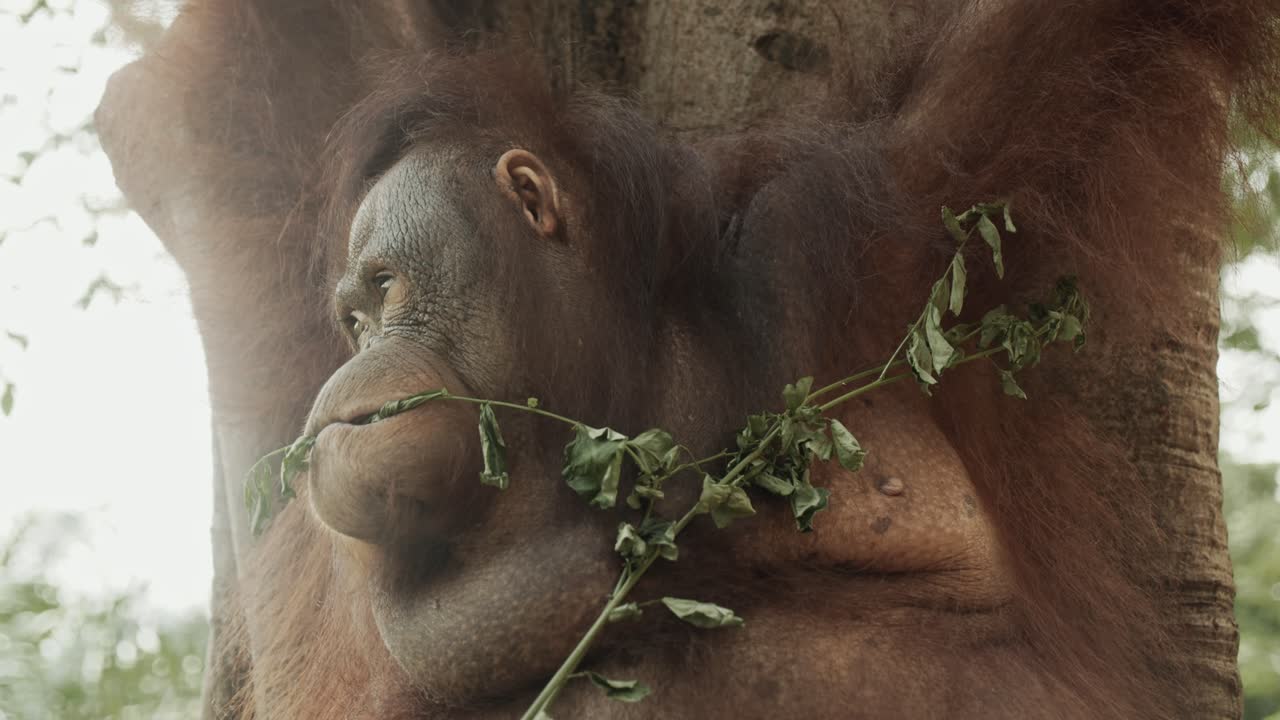 el orangután mastica la rama, tratando de conseguir algo de fruta