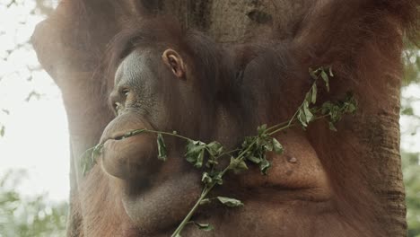 Orangután-Mastica-Una-Rama,-Tratando-De-Conseguir-Algo-De-Fruta.