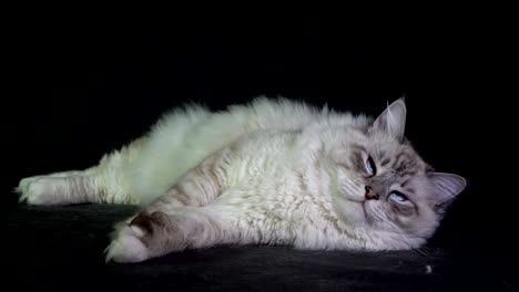el gato de ojos azules fluffy blanco gracioso monitorea el haz láser
