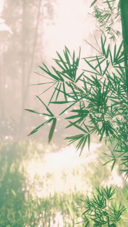 close up of bamboo leaves in a forest