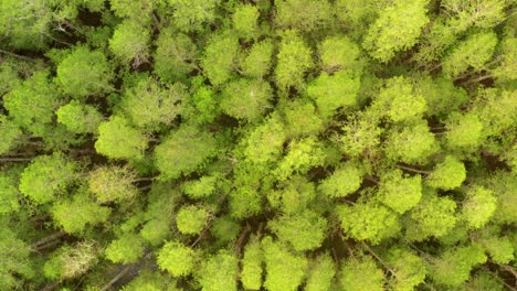 Slow-drone-overhead-shot-of-green-pines-in-Land-O'Lakes-in-Florida
