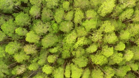 Langsamer-Drohnen-Überkopfschuss-Von-Grünen-Kiefern-In-Land-O&#39;Lakes-In-Florida