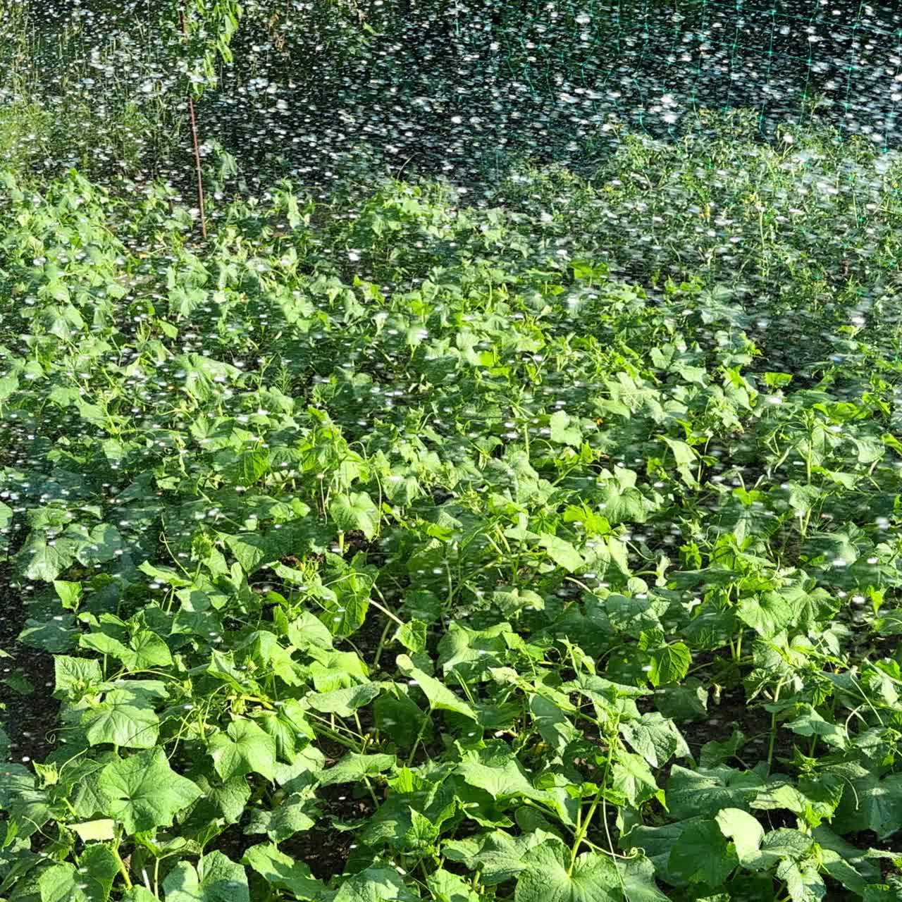Growing the vegetables in the farm. Water is dispersed on green leaves growing on the orchard on sunny day