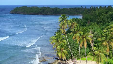 drone shot of high palm trees at sandy beach with reaching waves