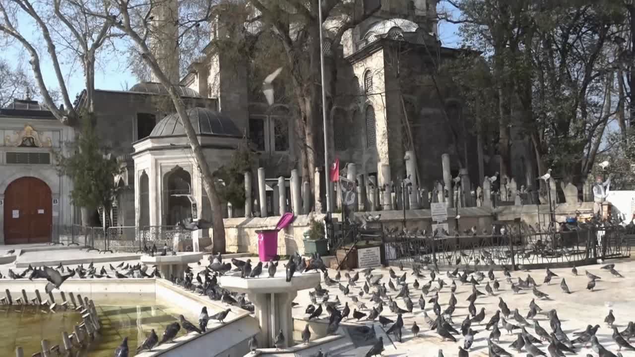 птицы голуби