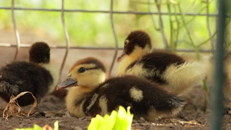 Cute-Fluffy-Ducklings-In-The-Farm---close-up