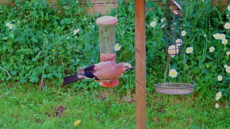 Jay,-Garrulus-Glandarius,-Saltando-Para-Alimentarse-Del-Alimentador-De-Maní-Del-Jardín